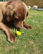, Postrážim psíka počas vašej dovolenky 