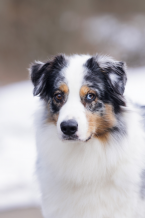 Ovčiaky a pastierske psy, AUSTRÁLSKY OVČIAK