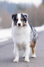 Ovčiaky a pastierske psy, AUSTRÁLSKY OVČIAK