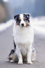 Ovčiaky a pastierske psy, AUSTRÁLSKY OVČIAK