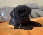 , Šteniatka Cane Corso