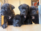 Pinče, bradáče, molosoidy a švajčiarske salašnícke psy, CANE CORSO