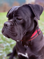 Pinče, bradáče, molosoidy a švajčiarske salašnícke psy, CANE CORSO