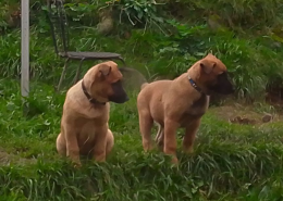 , Šteniatka BO-malinois(cross)