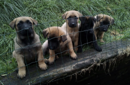 , Šteniatka BO-malinois