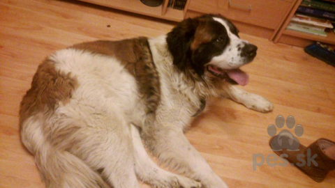 Neuznané plemená a krížence, Našiel sa Moskovský strážny pes