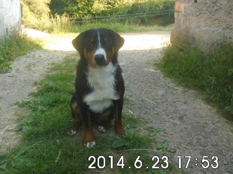 Pinče, bradáče, molosoidy a švajčiarske salašnícke psy, Stratil sa Appenzellský salašnícky pes