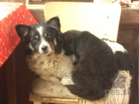 Neuznané plemená a krížence, Môj psík Putyu