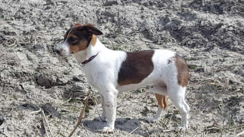 Teriéry, NAŠIEL SA!!! - Pusté Úľany - JACK RUSSEL