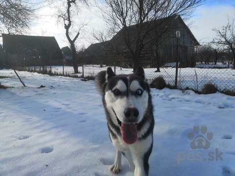 Špice a primitívne typy, Husky - okres Bardejov - Kučín