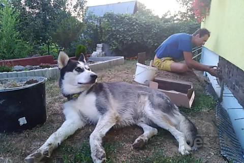 Špice a primitívne typy, Sibírsky husky