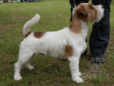 JACK RUSSELL TERIÉR