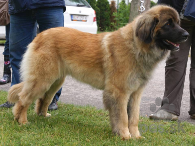 LEONBERGER