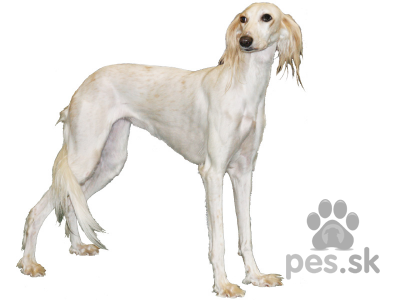 SALUKI