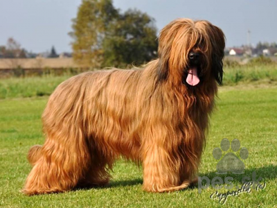 BRIARD