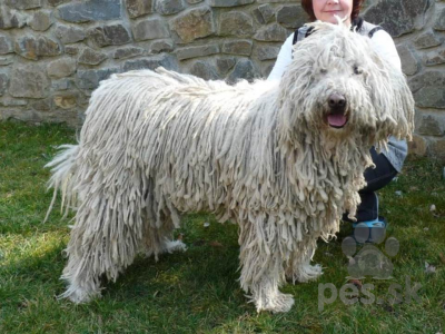 KOMONDOR