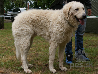 KUVASZ