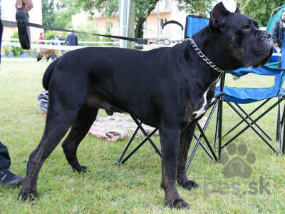 CANE CORSO