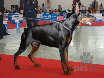 DOBERMAN