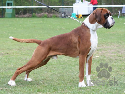 NEMECKÝ BOXER