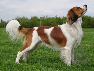 KOOIKERHONDJE