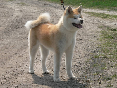 AKITA INU