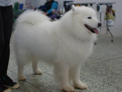 SAMOJED