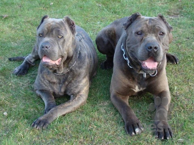 AMERICKÝ BANDOG