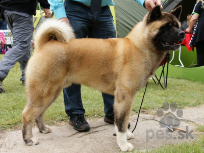 AMERICKÁ AKITA