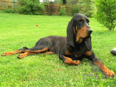 AMERICKÝ BLACK AND TAN COONHOUND