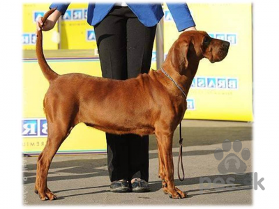 REDBONE COONHOUND