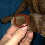 Gulička na uchu psa