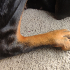 Osteosarkom u dobermana